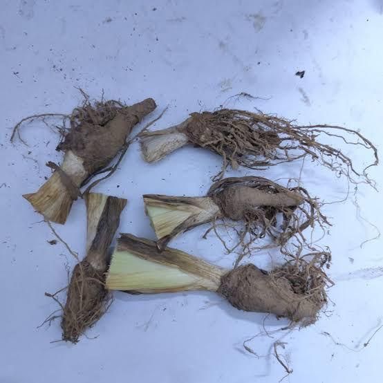 2 Bulbs Rare Tall Iris Seeds