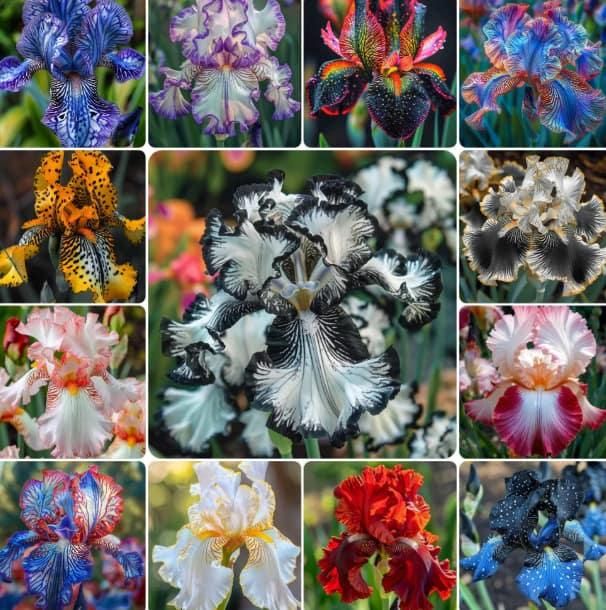 2 Bulbs Rare Tall Iris Seeds